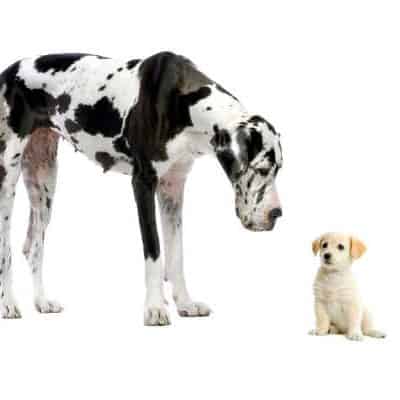 Big Dog and Small Dog